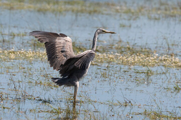 Héron cendré, Ardea cinerea, Grey Heron