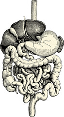 digestive system vintage illustration isolated on a transparent background © lynea