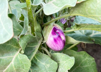 purple eggplant growing on an eggplant bush in the vegetable garden