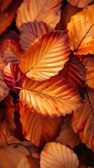 Fototapeta premium A beautiful photo, stacked leaves in autumn gold and red, close-up