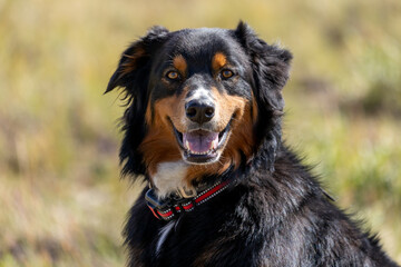 Black Tri Australian Shepherd, Outdoors, Smiling Dog