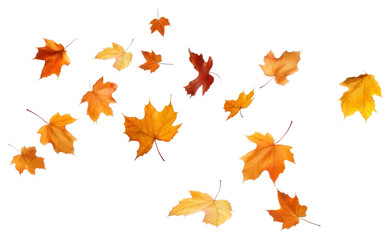 PNG Autumn leaves falling white background