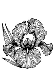 Fototapeta premium Flowers SVG, Lily SVG, Peony SVG, Daisy SVG, Cherry Blossom SVG, Poppy SVG, Gladiolus SVG, Blossom SVG, Plant SVG, Flowers Design, Flowers Silhouette, Cut file for Cricut SVG, JPG, PNG