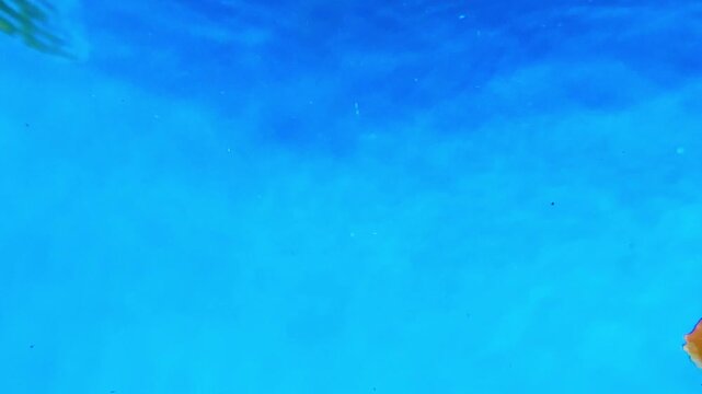 4K This clip features brightly colored discus fish swimming in an aquarium. Discus fish, known for their distinctive round, laterally compressed bodies and vibrant colors, are popular pompadour