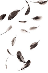 Obraz premium Goose feathers falling on the air on transparent background