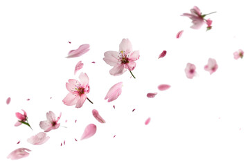 PNG Delicate pink cherry blossoms floating