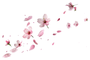 PNG Delicate pink cherry blossoms floating