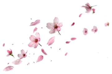 Fototapete PNG Delicate pink cherry blossoms floating © Rawpixel.com