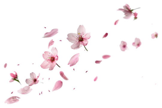 PNG Delicate pink cherry blossoms floating