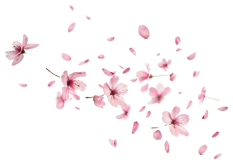 PNG Delicate pink cherry blossoms scattered