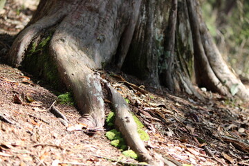 Fototapeta premium Tree trunk with roots