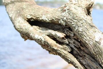 Fototapeta premium Trunk of a tree