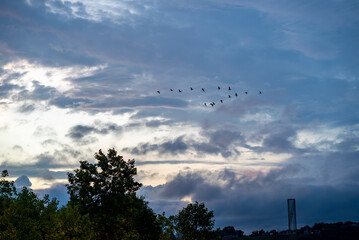 Birds flying at sunset