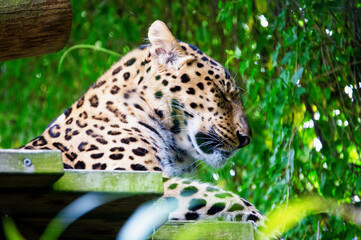 leopard sleeping in the undergrowth