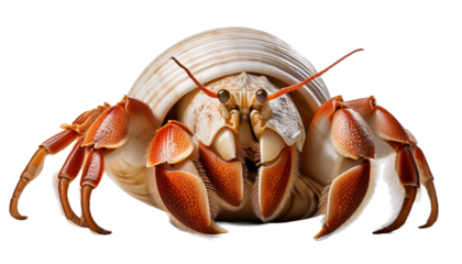 Macro shot of red Hermit Crab on transparency background