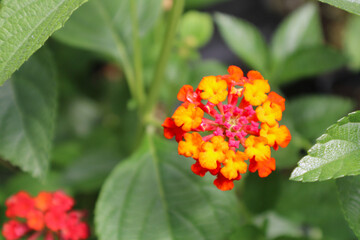 orange flower in the garden