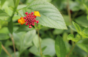 red and yellow flower