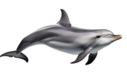 Playful dolphin isolated on transparency background