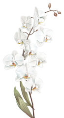 Obraz premium Wallpaper white orchid chandelier blossom flower.