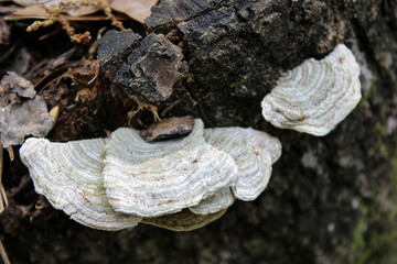 close up of a mushroom on a tree stump