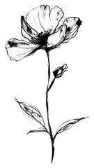 Obraz premium PNG Flower illustrated drawing sketch.