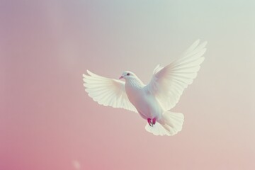 Fototapeta premium A white dove gracefully flying against a soft, pastel gradient background, symbolizing peace and freedom.