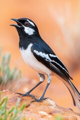 Obraz premium A striking black and white bird sings atop a rocky perch in the Australian outback at dawn