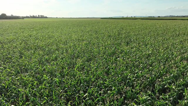 Drone flight over partly harvested corn fields with natural geometric patterns