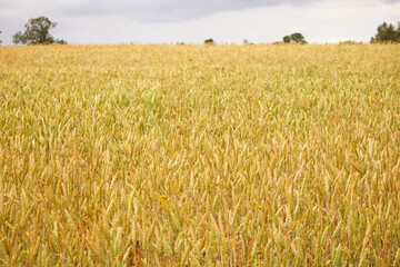 A vast golden wheat field under a cloudy sky, capturing the essence of agriculture and the abundance of the harvest season.