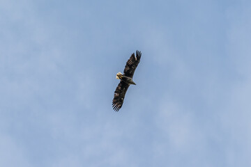 Majestic Soaring: White-Tailed Eagle in Flight