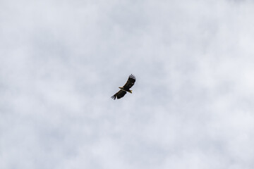 White-Tailed Eagle Gliding through the Skies