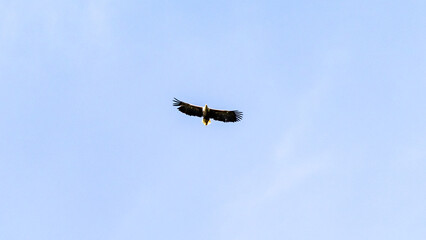 White-Tailed Eagle Gliding through the Skies