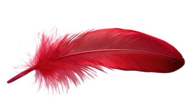A vibrant red feather showcasing intricate details and soft textures, perfect for artistic and decorative purposes.