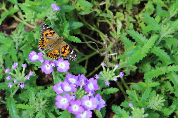 Butterfly on a flower