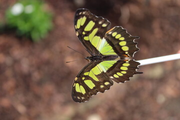 Butterfly getting ready to fly