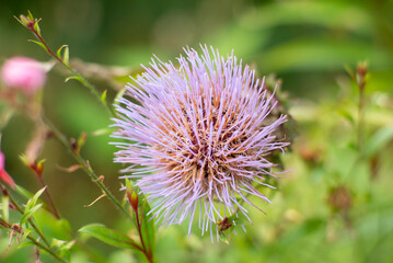 Close-Up of Thistle Flower with Purple Spikes in Natural Green Background