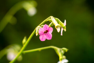Vibrant Pink Flower in Bloom on a Green Background in Natural Light
