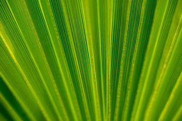 Close-up of Vibrant Green Leaf with Detailed Veins and Sunlit Patterns