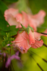 Close-Up of Delicate Pink Flowers with Soft Green Background in Nature Photography