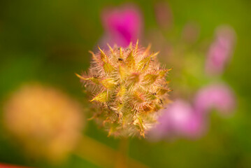 Macro Shot of Fuzzy Seed Pod with Blurred Purple Flowers in the Background