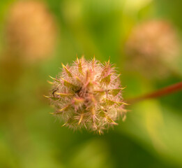 Macro Shot of Fuzzy Seed Head with Blurred Green Background