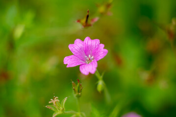 Fototapeta premium Vibrant Pink Wildflower in Natural Green Meadow Setting