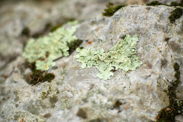 Close-up of Green Lichen and Moss on Natural Rock Surface in Forest Environment
