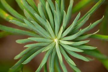 Close-up of Green Plant with Radial Leaves in Natural Environment
