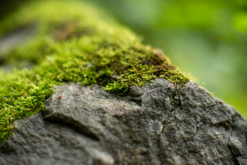 Close-up of Moss-Covered Rock in Natural Outdoor Setting with Soft Focus Background