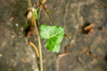 Close-Up of a Fresh Green Leaf on a Natural Background
