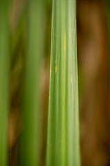 Close-Up Shot of Green Plant Leaf with Natural Texture and Details