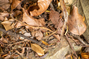 Close-Up Shot of Fallen Dry Leaves and Twigs in Forest Floor Nature Background