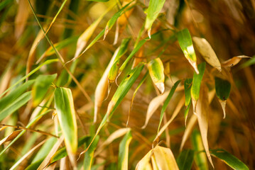 Fototapeta premium Golden Bamboo Leaves in Sunlight, Natural Green and Yellow Foliage Background