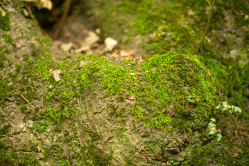 Close-Up of Lush Green Moss on Forest Tree Bark with Ferns